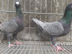 Andalusian beauty new adult pair