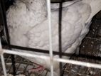 Andolosian King Pigeon Male For Sale