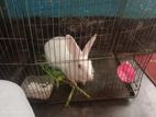 Rabbit for sell