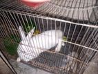 Rabbit for sell