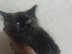Cat sell