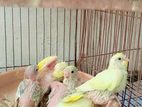 পাখি বিক্রি হবে