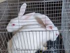 Rabbit for sell