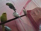 Budgerigar for sale