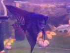 Angel Fish 4" Size