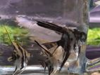Angel Fish For Aquarium,