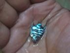 Angel Fish