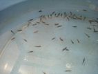 Angel Fish