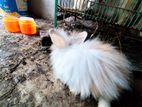 ANGORA BABY