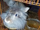 Angora rabbit for sell