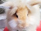 Angora male rabbit