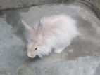 angora rabbit baby