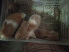 Rabbit for sell