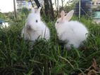 Angora Rabbit