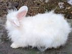 Angora rabbit