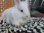 angora rabbit