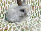 Angora Rabbit