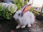 Angora Rabbit 🐇