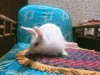 Angora rabbit