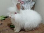 Angora Rabbit