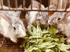 Angora Rabbit