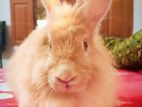 Angora Rabbit