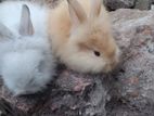 Angora rabbit