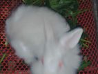 Angora rabbit