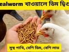 animal food