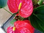 Anthurium gass