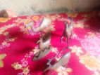 Antiques For Sell
