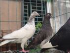 Bird for sale