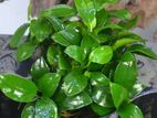 Anubias apuriam plant