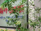 Apartment at Sector 5, Uttara available for rent from 1ST OCTOBER