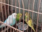Bird for sale