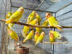 অপলাইন লাভবার্ড পাখি lovebird birds