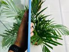 Apple Ipad 10th Genaration (used)
