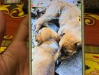 Apple iPhone 7 Plus (Used)