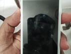 Apple iPhone 7 (Used)