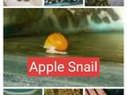 Apple Snail