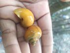 Apple Snail