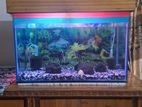 aquarium 2ft" with 8mm glass