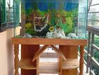 Aquarium (30×15 inches) full set for Sale