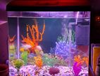 aquarium 50 litar