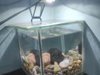 Aquarium 6 Inch