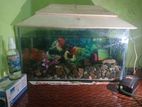 aquarium and fish