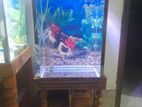 Aquarium / অ্যাকোয়ারিয়াম