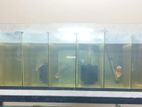 Aquarium (Breeding tank)
