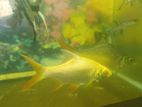 Aquarium Fish 5 Pis Or Exchange with Shrimp,platy,molly, Angle