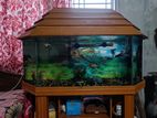 Aquarium fish and accessories